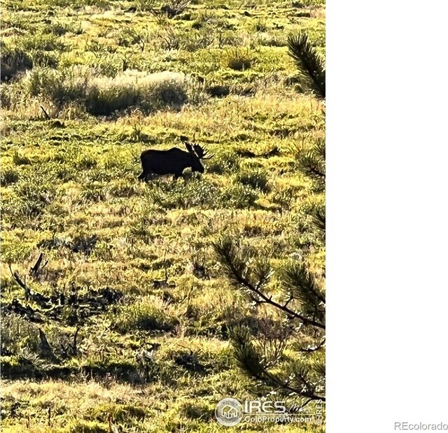 6730 County Road 69, Red Feather Lakes, CO 80545 - photo 36