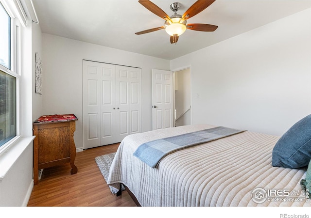 109 Sunflower Dr, Windsor, CO 80550 - bedroom featuring wood finished floors, multiple windows, a closet, and a ceiling fan