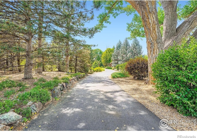 8576 Niwot Meadow Farm Rd, Niwot, CO 80503 - view of road