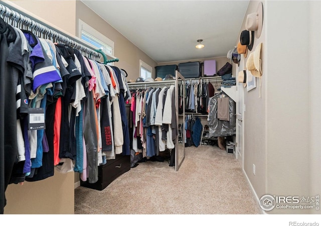 8541 Allenbrook Dr, Windsor, CO 80550 - walk in closet with carpet floors