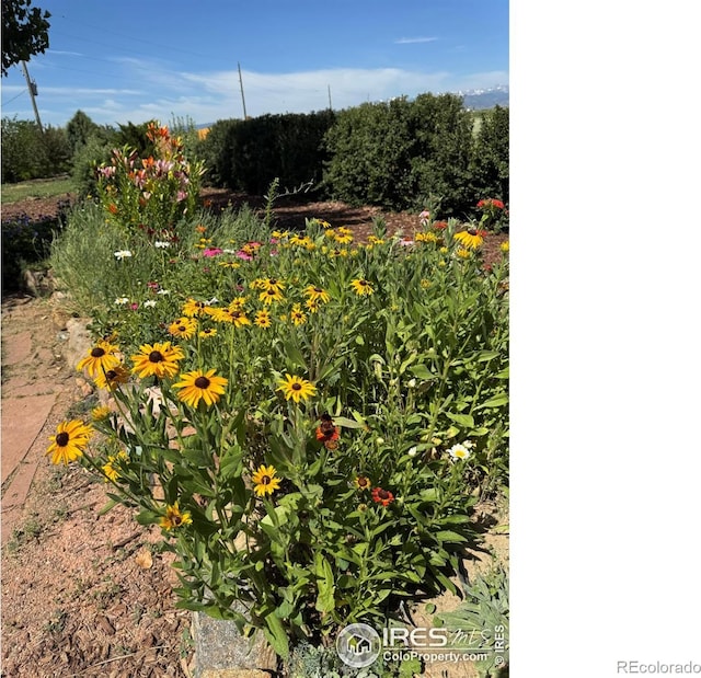 11895 Oxford Rd, Longmont, CO 80504 - photo 34