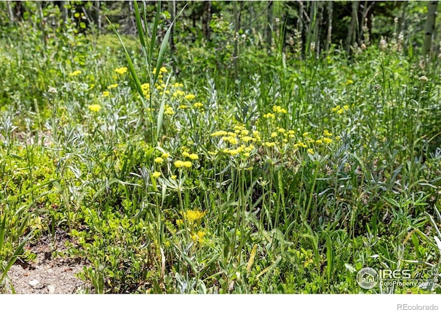 1568 County Road 103, Nederland, CO 80466