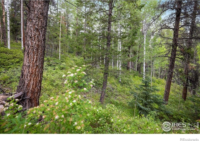 280 Hummer Dr, Nederland, CO 80466 - view of woods
