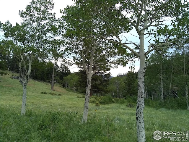 1001 County Road 86, Red Feather Lakes, CO 80545 - view of woods