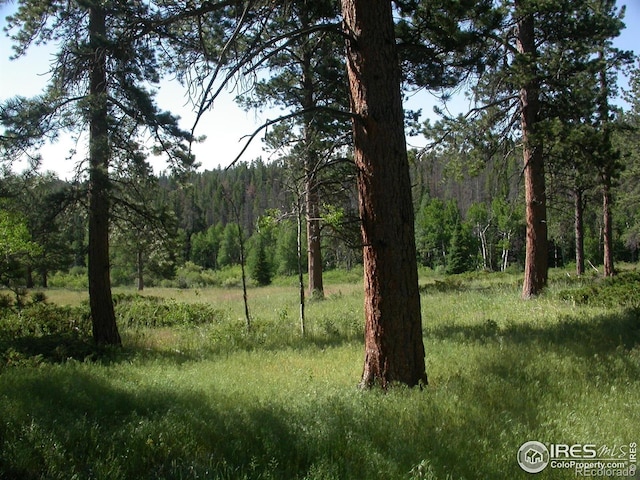 1001 County Road 86, Red Feather Lakes, CO 80545 - view of tree filled area