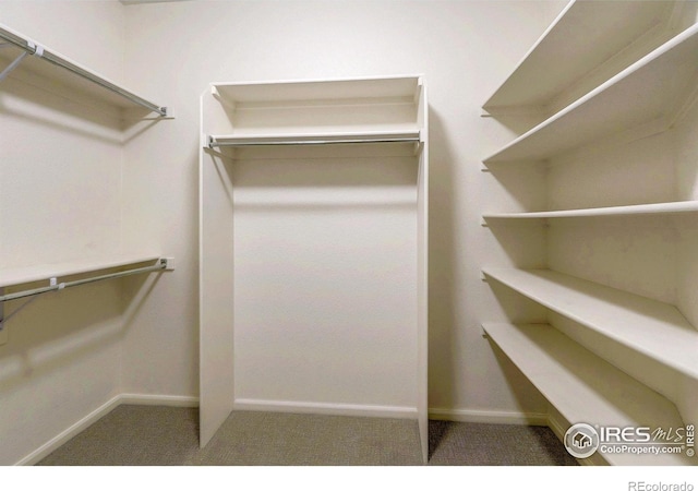 2131 Grays Peak Dr Unit 102, Loveland, CO 80538 - walk in closet featuring carpet flooring