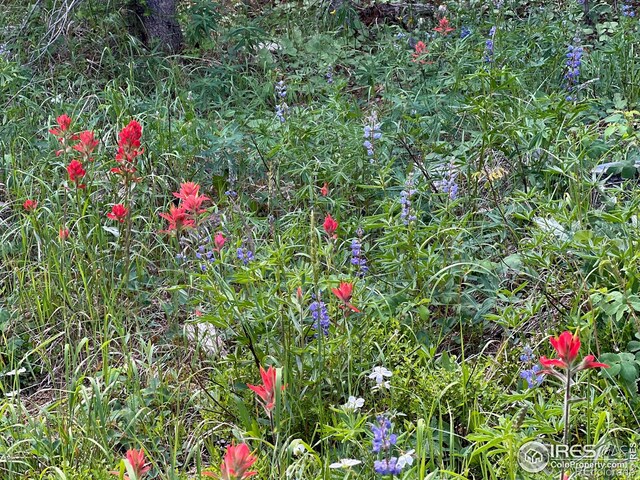 10000 Forest Service Rd Unit 169, Red Feather Lakes, CO 80545 - photo 21