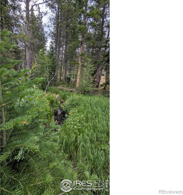 Pearl Creek Rd, Red Feather Lakes, CO 80545 - photo 6