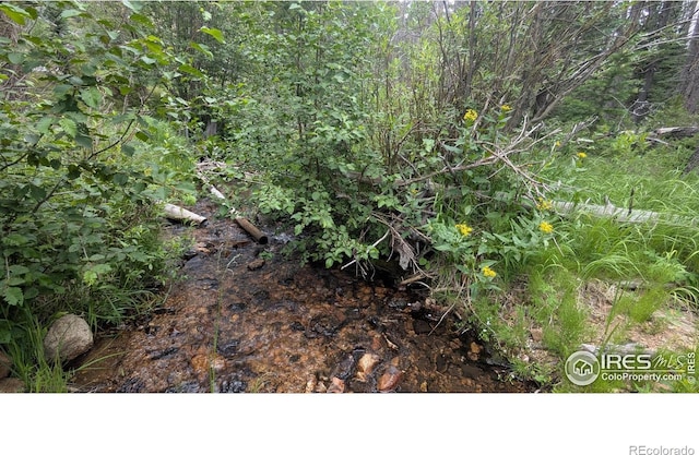 Pearl Creek Rd, Red Feather Lakes, CO 80545 - photo 7