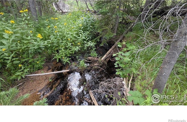 Pearl Creek Rd, Red Feather Lakes, CO 80545 - photo 10