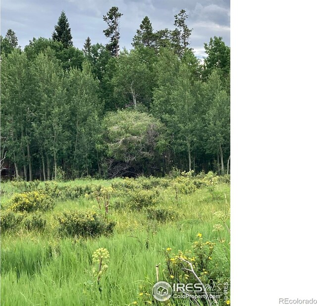 411 Tesuque Trl, Red Feather Lakes, CO 80545 - photo 4
