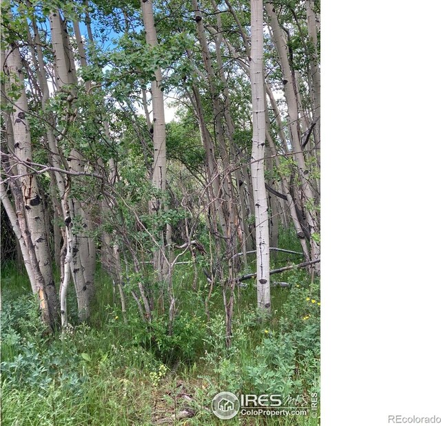411 Tesuque Trl, Red Feather Lakes, CO 80545 - photo 25