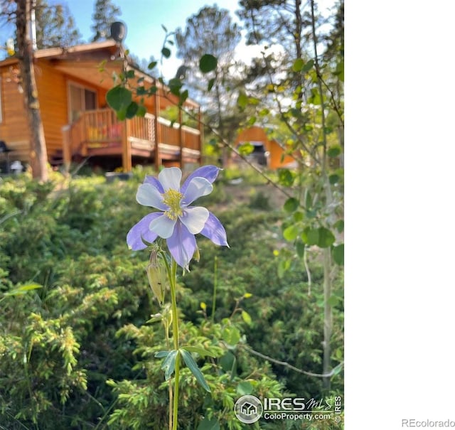 28 Nonami Ct, Red Feather Lakes, CO 80545 - photo 39