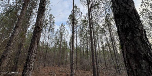24/- Pleasant Rd, Camp Hill, AL 36850 - photo 4