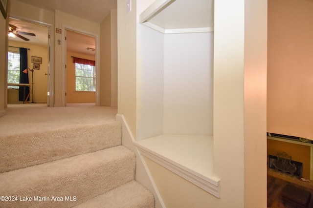 staircase featuring carpet flooring and ceiling fan