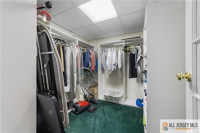 spacious closet featuring a paneled ceiling and carpet