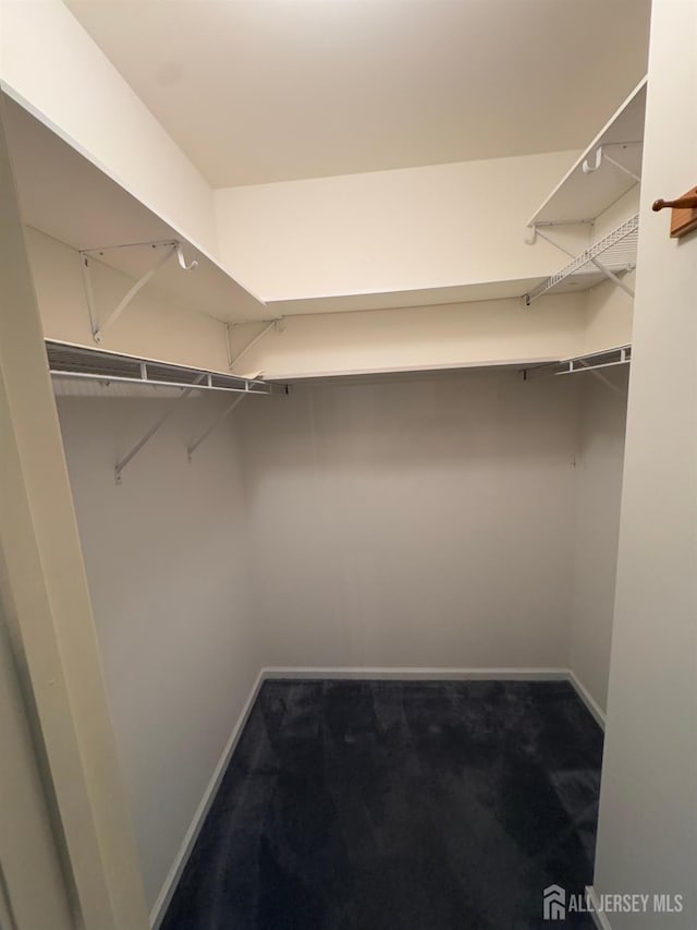 spacious closet featuring carpet