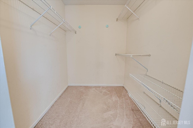 walk in closet featuring carpet flooring
