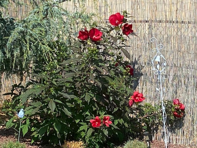 exterior details with fence