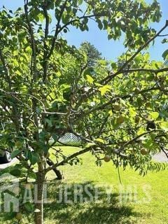 383 S Stump Tavern Rd S, Jackson, NJ 08527 - view of nature