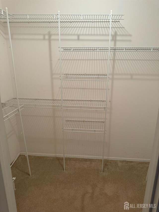 spacious closet featuring carpet flooring