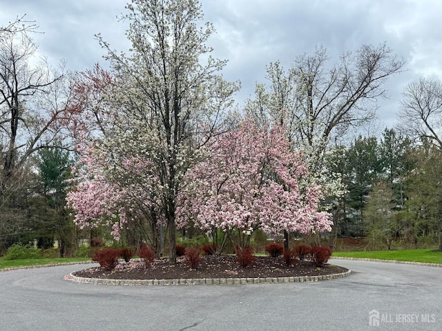 2204 Conrad Way, Franklin, NJ 08873 - view of asphalt street with curbs