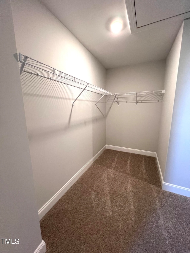 spacious closet featuring carpet flooring