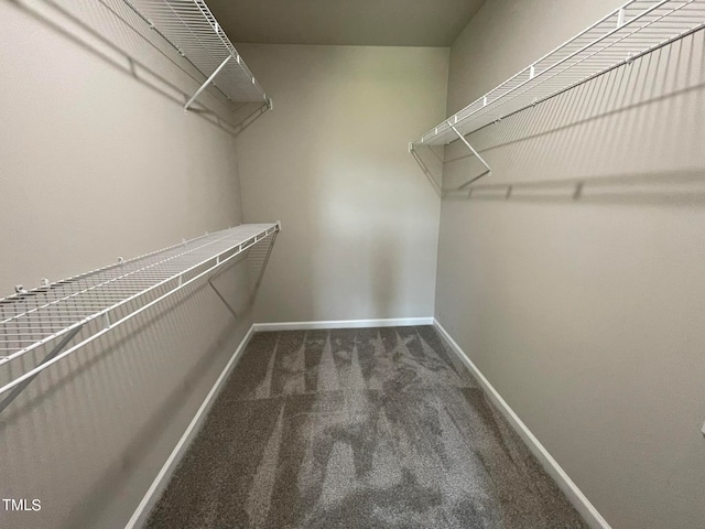 walk in closet with carpet floors