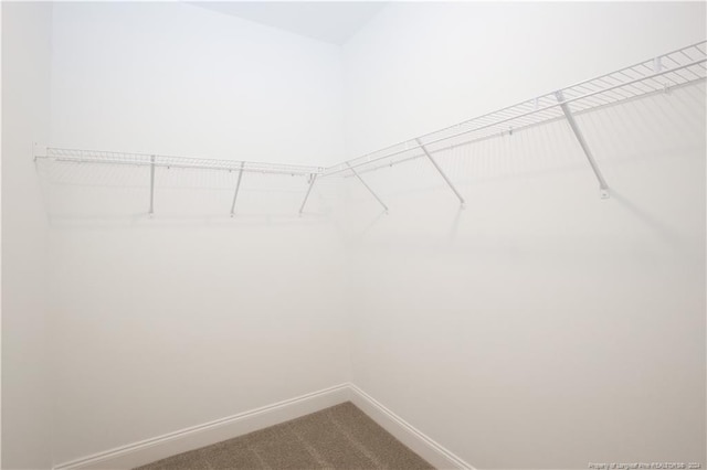 walk in closet with carpet floors