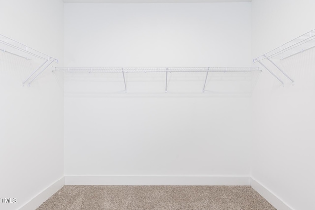 spacious closet featuring carpet floors