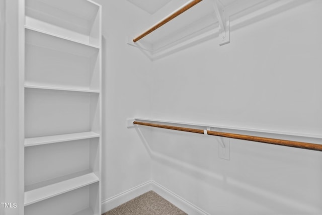 walk in closet with carpet flooring