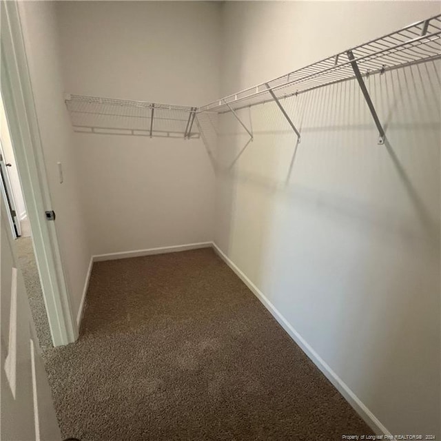 walk in closet with carpet floors