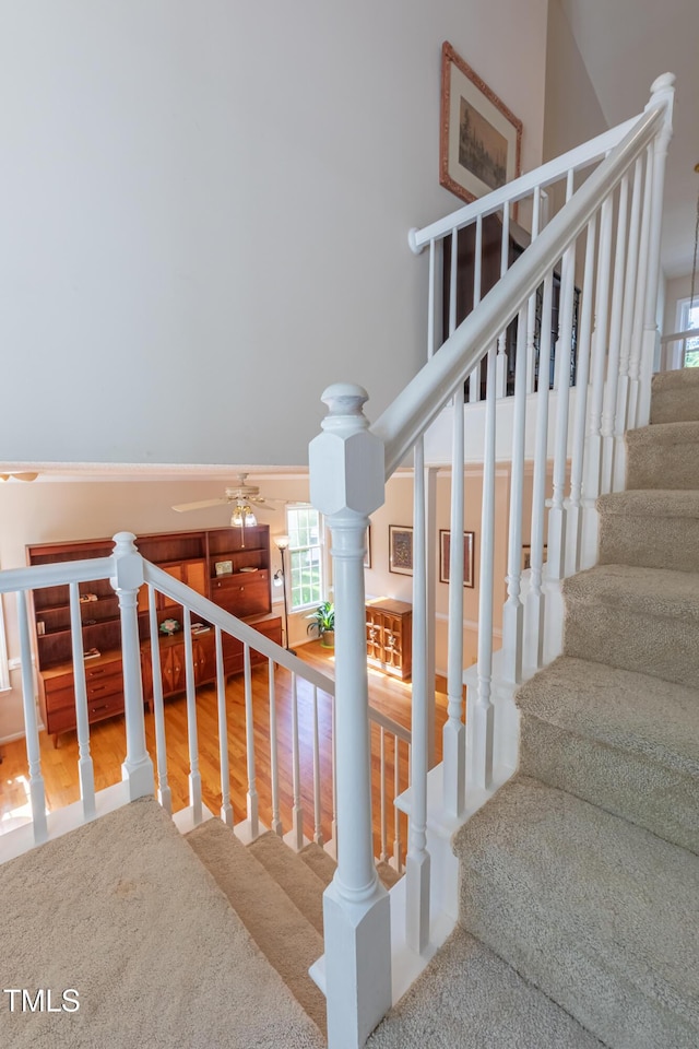 stairs featuring carpet flooring and a ceiling fan