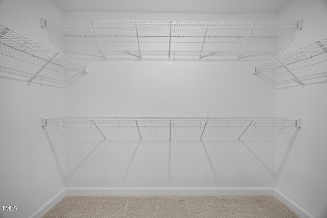 spacious closet featuring carpet