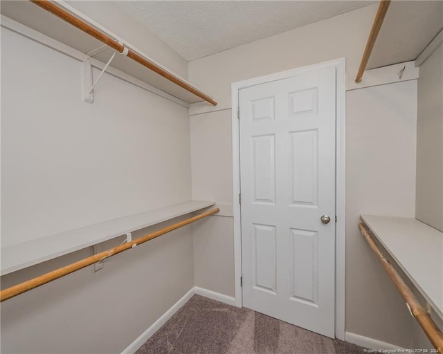 spacious closet featuring carpet