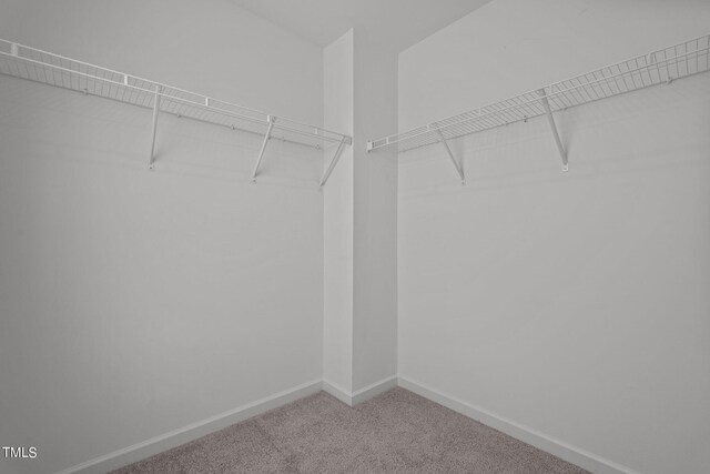 walk in closet with carpet floors