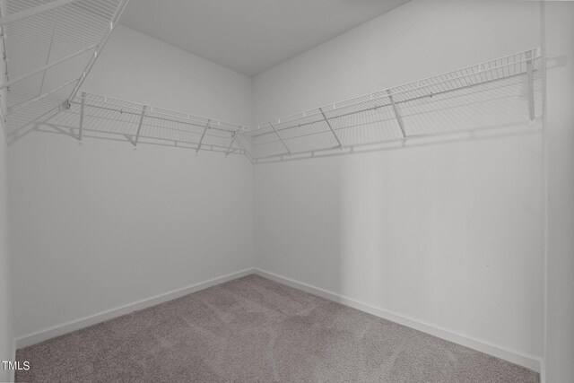 walk in closet featuring carpet flooring