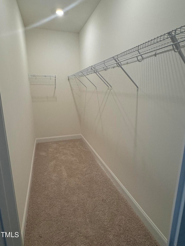 spacious closet featuring carpet flooring