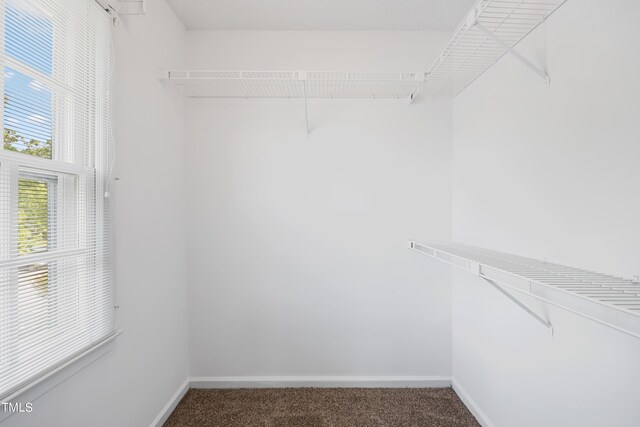 spacious closet featuring carpet