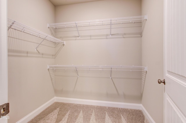 walk in closet featuring carpet flooring