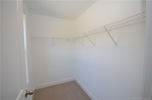 walk in closet featuring carpet flooring