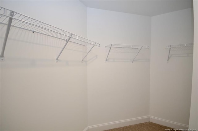 spacious closet featuring carpet