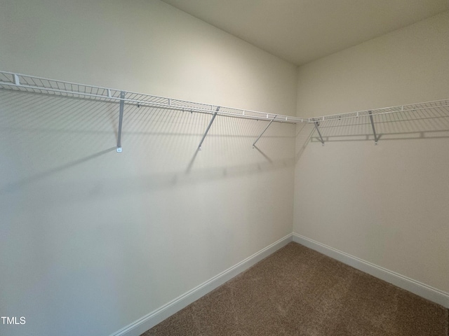 walk in closet with carpet flooring