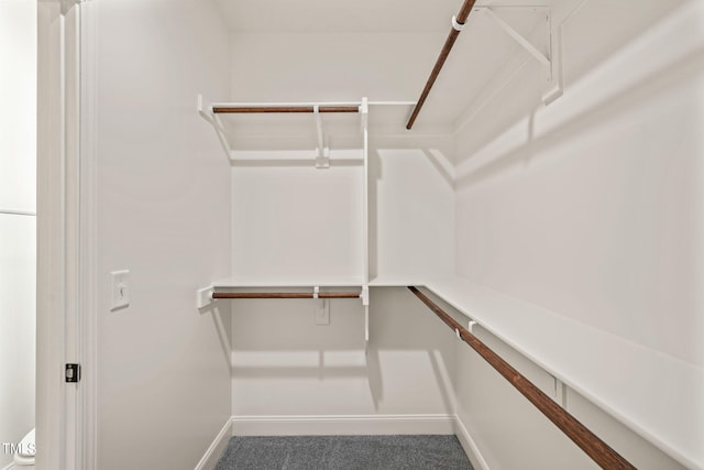 walk in closet with carpet floors