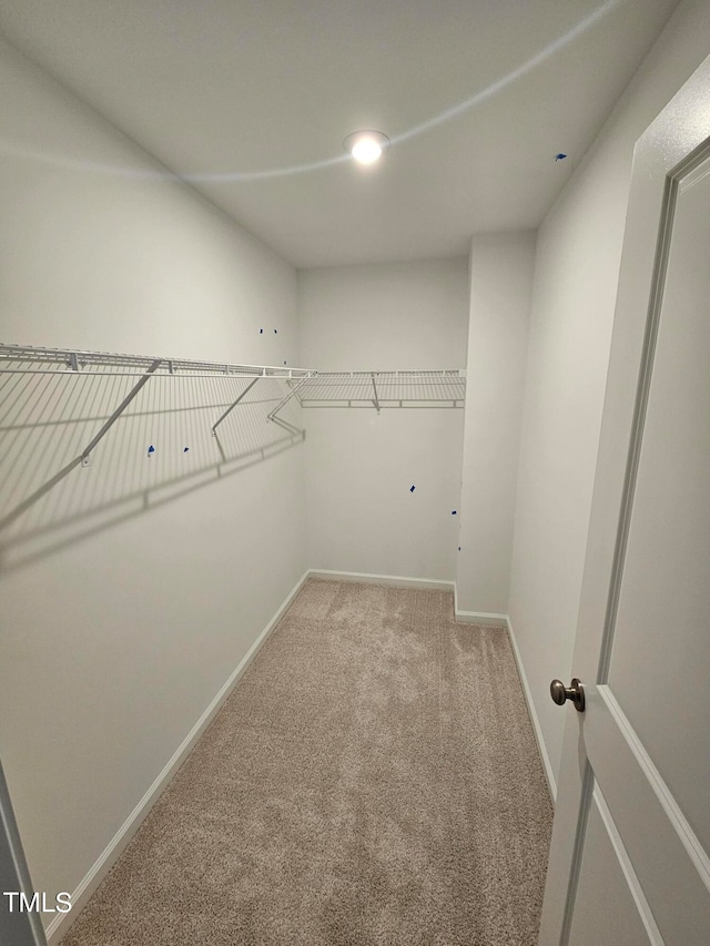 spacious closet featuring carpet flooring