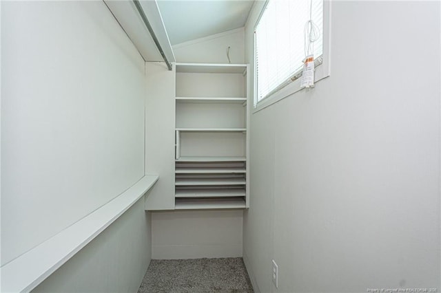 walk in closet featuring carpet floors