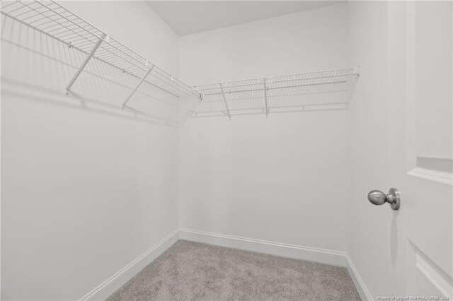 spacious closet featuring carpet