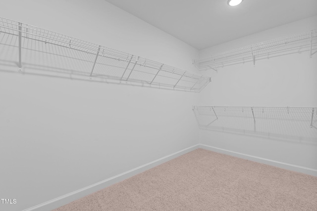 spacious closet featuring carpet flooring