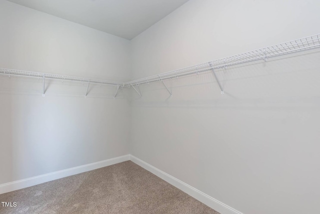 spacious closet featuring carpet flooring