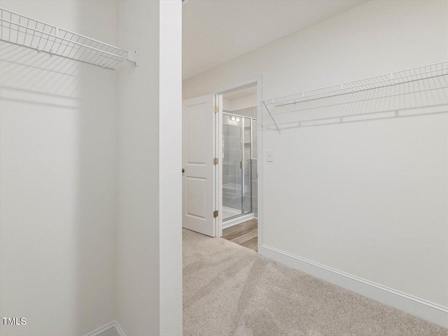 walk in closet featuring carpet flooring